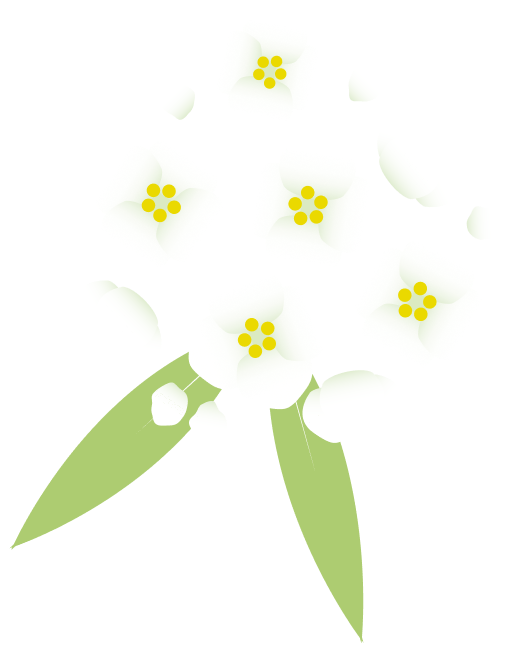JaneGoodall-Flower Icon-Sweet Alyssum
