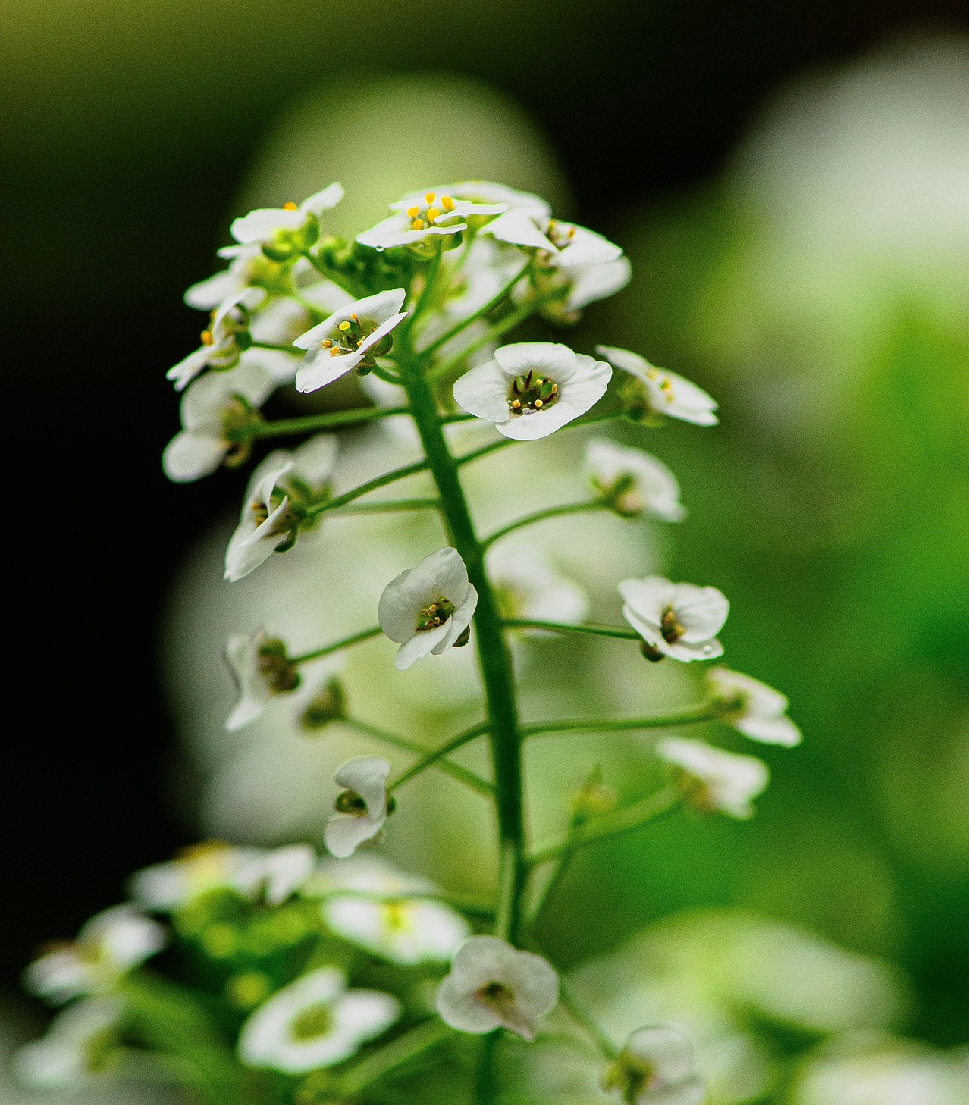 alyssum