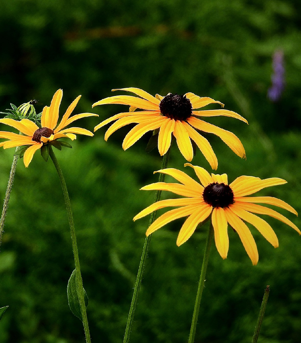 black eyed susan