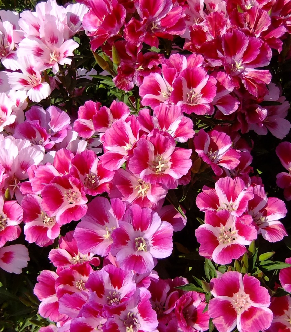 clarkia