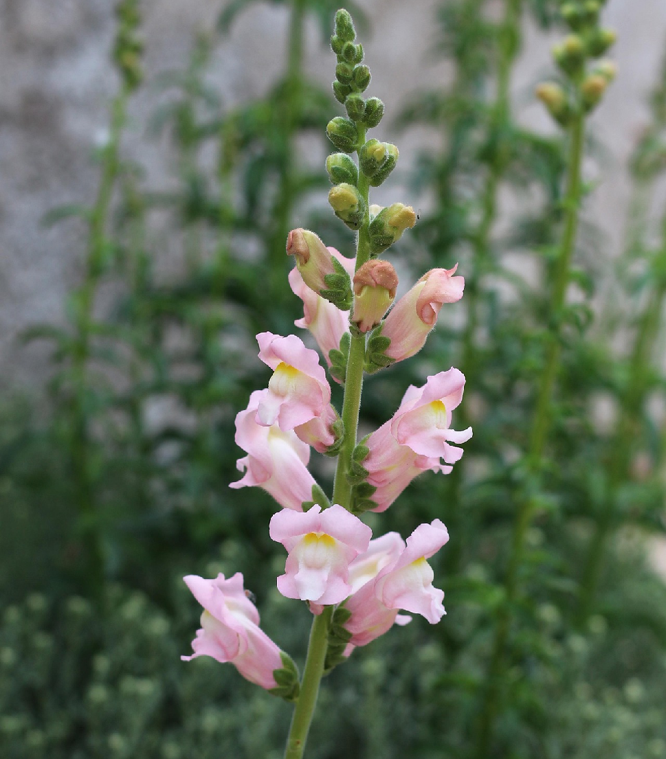 snapdragon